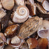 large beige tan shell mix
